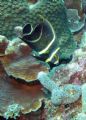 French Angel Fish taken in 70' off of Bonaire using a Cannon S50 and Sea & Sea YS-100 Strobe on 9 February, 2007.