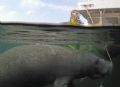 I don't see no stinking Manatees!!! Taken in Crystal River, Florida with a Nikon D100 and available light.