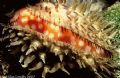 Cowrie, found on a night dive in the Bahamas. Nikonos V, 35mm lens, 1:3 extension tube, SB-105.