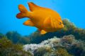 The shot was natural light at about 15' off of Catalina Island, with a 17-40mm lens at 35mm.