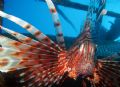 Lionfish guards a wreck northside of Hideaway Bay, Similan Islands (nro 4)