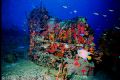 Wreck of the Major General Rogers, St. John, USVI. Beautiful colors on this wreck. Nikonos V, 15mm lens, SB-105.