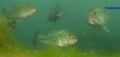 the gathering.Large mouth bass and bluegill photographed in Haigh Quarry in Kankakee Il. 2006