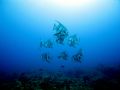 Atlantic Spadefish - Tuna Alley drift dive. It was like they just posed for me.