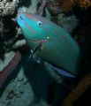 pic of parrot fish taken in may of 2006. Bari reef in Bonaire. Nikon 4500 w? ikelite housing