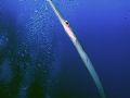 This photo was taken off Jackson Reef in Egypt. The Cornetfish was following me on the dive for about 5 minutes then shot infront of the camera... Lucky I was ready!