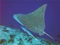 Spotted Eagleray, Cozumel dive site called Palancar Caves. Wing span was a good 8-10 feet. It was huge. The cleaner under it was about 2-3 feet long. Enjoy