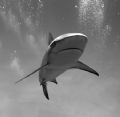 Caribbean Reef Shark. Taken freediving - every time I dove down this female shark would come up towards me and this picture was a bit of an unnerving experience - she was about 5 feet from me and didn't look like she was turning.