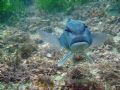 Taken at a depth of 7 metres of the coast of New Zealand on a basic waterproof camera(intova IC600)