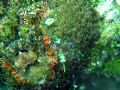 Taken in Balicasag (Panglao-Bohol), this scorpion fish was so well hidden that I almost passed by without noticing it ! Camera used is an Olympus SW 725 with the PT 033 underwater casing.