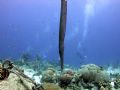 trumpet fish hiding with the bubbles on Bari reef ,Bonaire