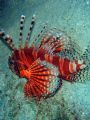 Lionfish in Puerto Galera. Olympus SW 725 (7.1M)+ UW case.