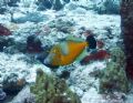 Filefish in Cozumel