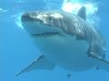 Big Boy, Isla Guadalupe Mexico. Canon Video Camera