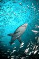Ragged Tooth Shark swims through baitfish shoal, Cape Infanta. 10.5mm wide angle lens.