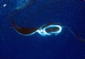 Manta Ray at Amphitheater, Northwest Point. I snapped this photo while snorkeling on the surface. Canon A610 in a Ikelite housing.