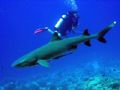 white tip reef shark taken at 'osprey reef' Australia