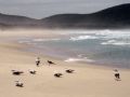 I took this photo whilst doing a Pacific road trip from Brisbane to Sydney, the coast line is just beautiful! this was taken just after the gold coast stretch with only the seagulls and myself enjoying this stretch of beach.