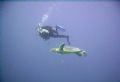 Photo of my dive buddy swimming along side a turtle.......optical illusion. Same size? Taken with a Sealife DC500.