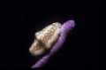 Flamingo Tongue at my favorite Karpata Dive Site, Bonaire. Camera is a Nikonos V, 35 MM Lens - Macro