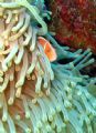 this little chap was not too happy about being photographed, clown fish have such characters which makes them an all round top photo subject