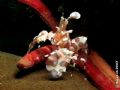 Harlequin Shrimp