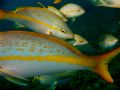 Taken while Snorkelling at DePalm Slope, Aruba. Beautiful Fish ID photo. Photographed using an Olympus C5000.