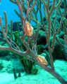 Flamingo Tongues on coral.
Cozumel