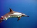 I got this picture swimming in a pod of Spinner Dolphins, this mother and baby were checking me out and they posed for the shot.