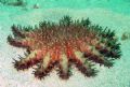 Crown of thorns, when I put it on the sand for the photo it crept away a lot faster than I would have expected. I got the photo with my old sony dsc-s85 in Ikelite housing.