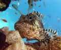 Lion Fish resting on a coral