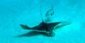 Eagle ray with interested follower. They showed up while doing our safety stop in the sandy area off Santa Rosa reef, Cozumel.