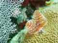 Christmas tree worm, taken of St John