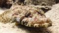 Crocodile fish, South Sinai. Olimpus SP-350, manual white balance