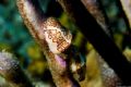 Flamingo tongue cowries, Bonaire