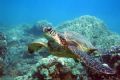 Curious Honu checking out my rig, canon 350d+fantasea box.