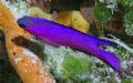 Black Capped Basslet on the Palancar Deep reef - Cozumel - Nikon 5400 in Ikelite housing with Ikelite DS-125 strobe.