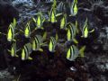 A school of Porkfish posing for a portrait - Paseo De Cedral, Cozumel - Nikon 5400 - Ikelite Housing - DS-125 Strobe.