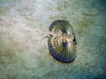 Flying Gurnard, Island of Culebra,camera dc310