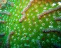 The first thing I noticed was the beatifull texture of this green cactus coral. When I got home I noticed the tiny fish that lives on it. This is its actuall color; no photoshop.