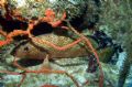 Red Hind Grouper,Camera DC310,Palmas Del mar Puerto Rico.