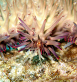 Coral's eye view of the oncoming attack. Crown-o-thorns, Electric Beach, Oahu, HI. 