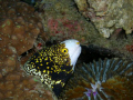 Starry moray eel @ divers sanctuary 2007 olympus C7070 and Sea&Sea YS-15 strobe.