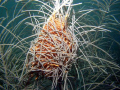 Giant Basket Star in The day time,Humacao Puerto Rico,Camera DC310