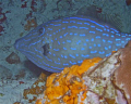 Taken on a night dive in Cozumel. Sea & Sea DX-8000G