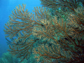 Deep Water Sea Fan.Humacao Puerto Rico .Camera DC200