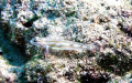 Bridled Goby - Paradise Reef, Cozumel - Nikon 5400 in Ikelite Housing with DS-125 strobe.