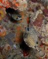 Friendship endures:

A pair of trunkfish looking over each other.

