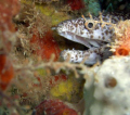 Peek-a-boo: juvenile moray smiles for the camera in Crashboat, Aguadilla.