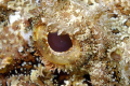 Scorpion Fish